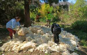 Technique de paillage avec la laine de mouton